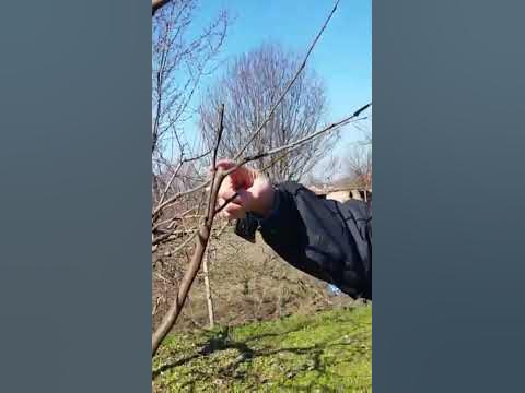 Резитба дюля на 5г. - YouTube