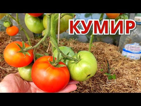 Томат Кумир Фото