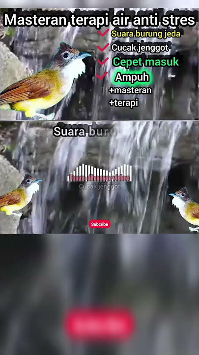 mastean cucak jenggot,suara burung jeda plus terapi air cepet masuk @rayadhanyavideo