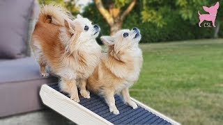 Cute Chihuahuas Try Out a Dog Ramp