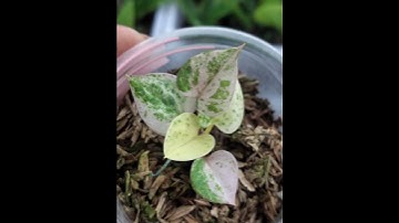 Anthuriums: The most expensive plants you can grow at home. #sousafamilygarden