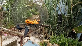 CARA JEBAK BURUNG SEDERHANA