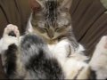 ネコが眠りにおちる瞬間