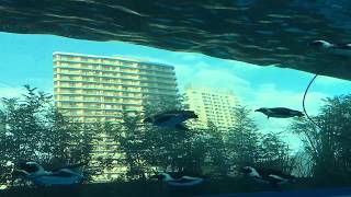 空飛ぶペンギン＠サンシャイン水族館