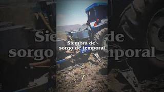 SIEMBRAN SORGO EN AYOTLÁN JALISCO #short #shorts #ayotlan #siembra #campo #rancho
