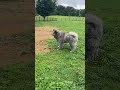 秋田犬長毛カイ元気に走る