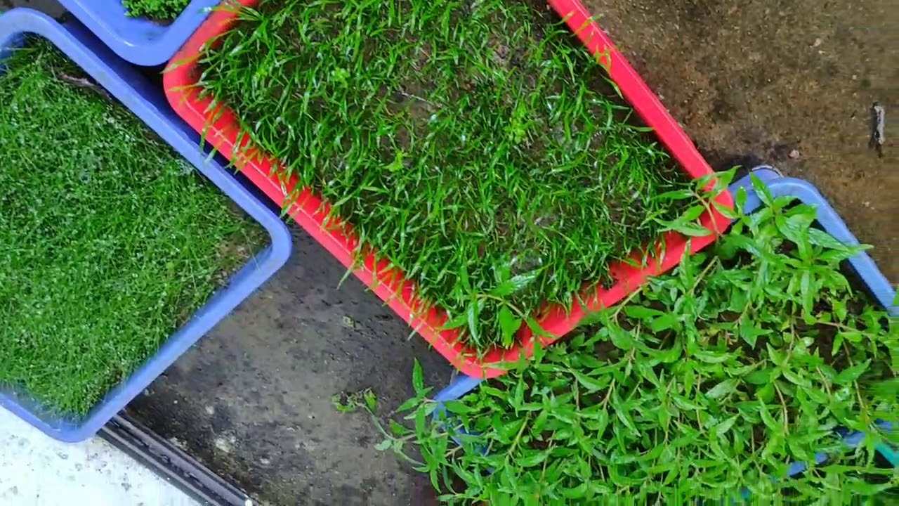 aquarium plants farm visit Kerala (സ്റ്റെഡി വരുമാനത്തിന് അക്വാരിയം പ്ലാ