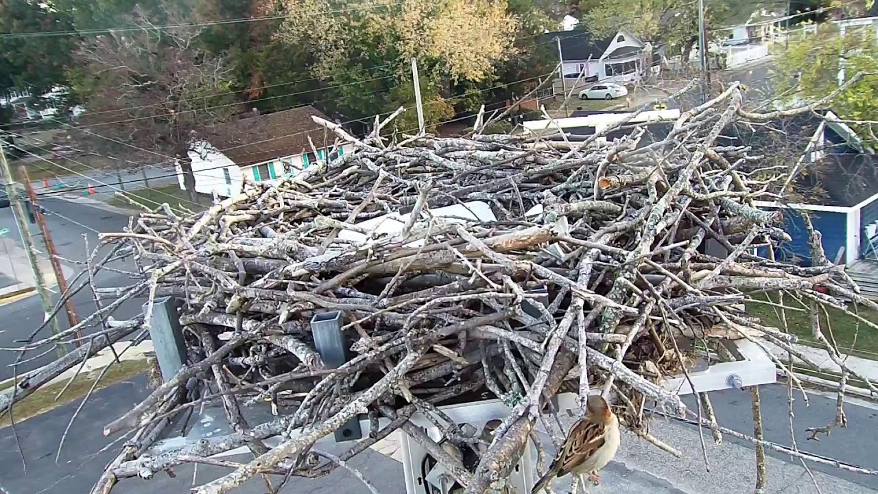 Colonial Beach Osprey Nest Cam