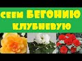 Клубневая бегония. Посев бегонии. Сезон 2020