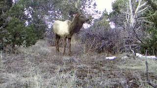 Young Spike Elk Grazing