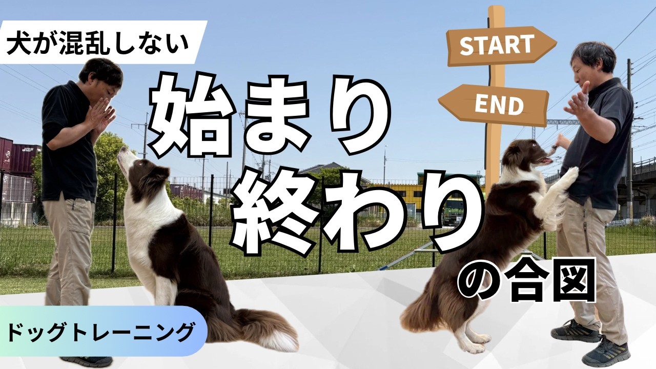 Dog training that doesn't confuse them | Beginning and ending