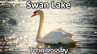 Unlock The Emotional Finale Of Tchaikovsky's Swan Lake | Calming Classical Music