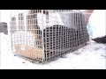 Feral Cat goes crazy! Stray Feral Cat Trapping Trap-Neuter-Return