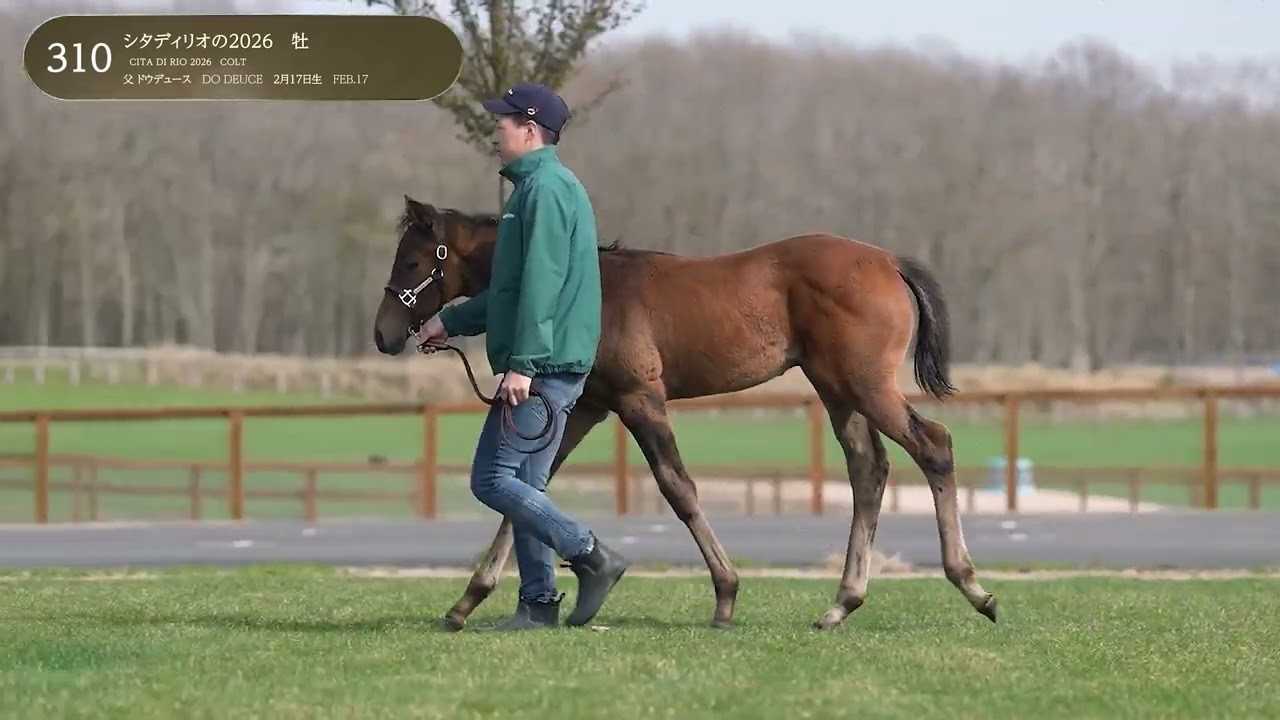 2026セレクトセール当歳上場馬 ウォーキング動画 - YouTube