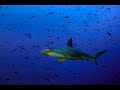 GALAPAGOS Chinese fishing threat BBC