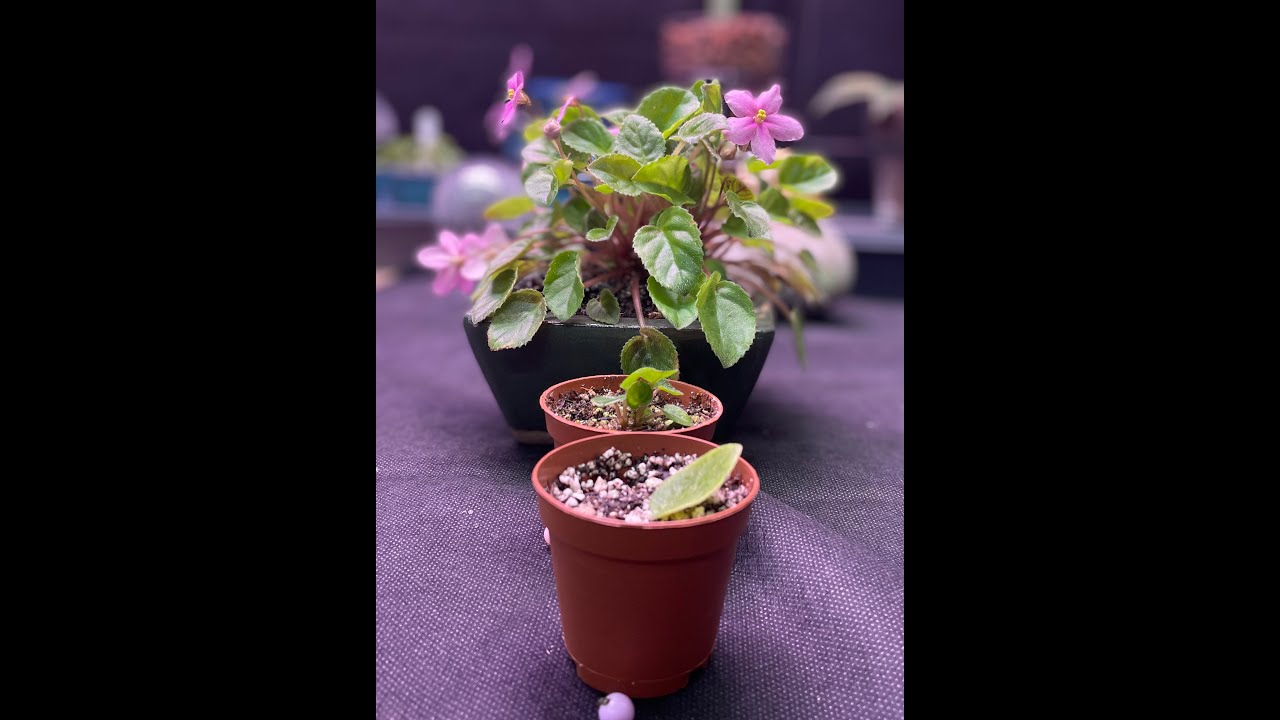 Trailing African Violet Propagation, Multiple Crowns Quickly YouTube
