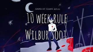 Wilbur Soot - 10 week rule (lyrics)