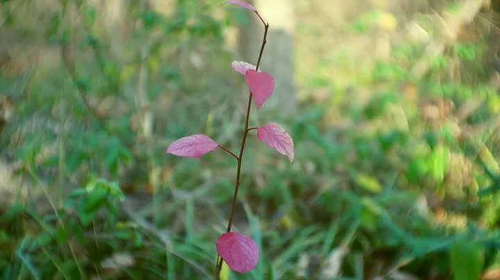 Red Autumn Leaves - FREE NATURE STOCK FOOTAGE