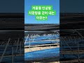 겨울철 인삼밭 차광망을 걷어내는 이유