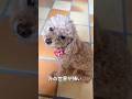 【保護犬】どうしても外に出られない繁殖引退犬のトイプードル