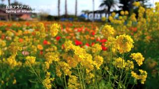 千葉・春の南房総の花畑の名所f Spring of Minamiboso  花の名所  花見頃