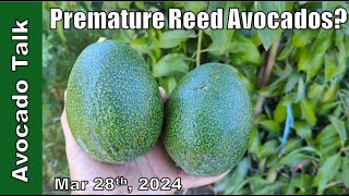 Premature Reed Avocados? Avocado Talk