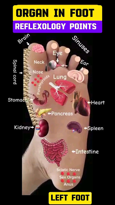 ORGAN IN FOOT/REFLEXOLOGY POINTS #reflexology #foot #organ #viral #ems #shortsvideo #healthbenefits