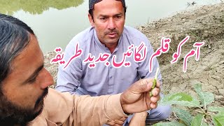 اسان طریقہ آپ خود بھی لگا سکتے ہیں۔#agriculture