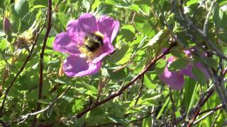 Bumblebee ecstacy