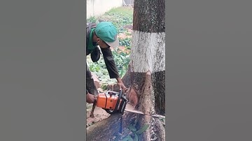 Woodworking project large tree felling techniques #shortvideo #treecutting #chainsaw