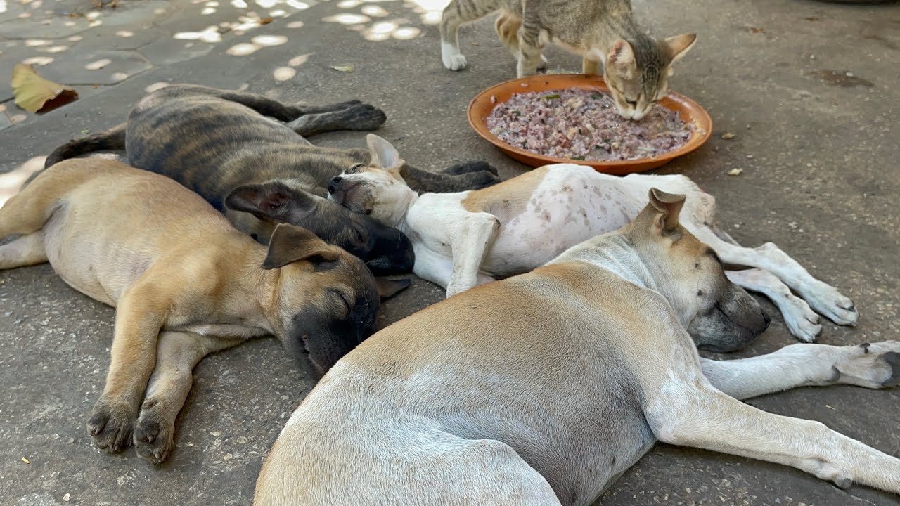 Sleepy puppies make them not want to eat | LUCY  Official 