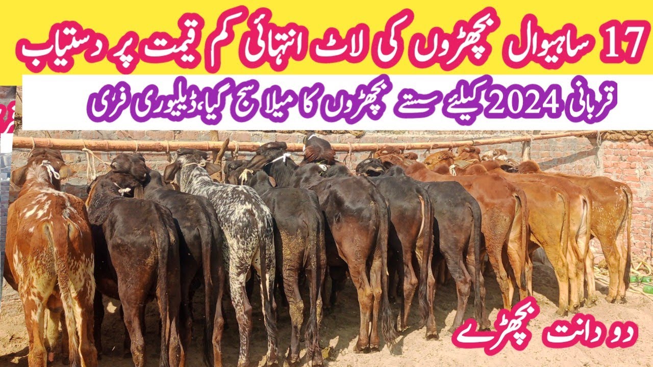 Bilal Cattle Farm How to Start Cattle (Vacha) Farming Wacha Farm