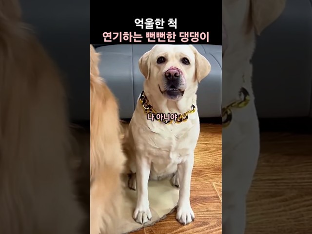 범인 아니라며 억울한 척 연기하는 댕댕이