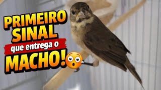 primeiro sinal que aparece em um filhote de coleiro macho?