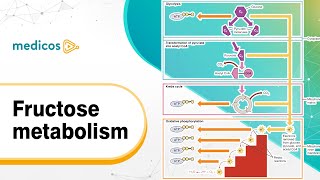 Biochemistry Fructose Metabolism