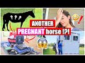 ANOTHER PREGNANT HORSE?!?!