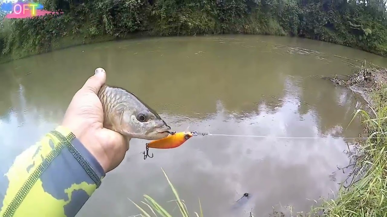 casting ikan hampala di air keru