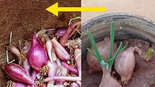 How and when to harvest Shallots || How to collect Shallot seeds || Chinna Vengayam in Tamil