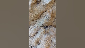 Fossilized sea urchins and shell