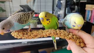 I Wish I Had Three Arms When Filming My Budgies
