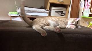 しっぽをムチのように振りまくる猫がかわいい