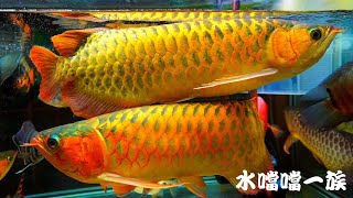 1150507 水噹噹一族