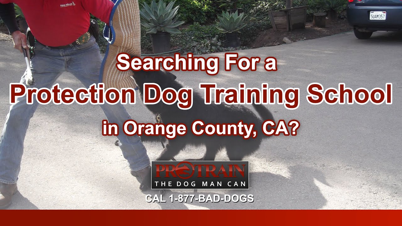 Protection Dog Training Orange County YouTube