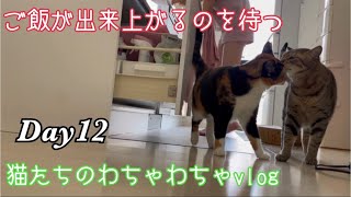 腹ぺこ猫たちのわちゃわちゃvlogDay12