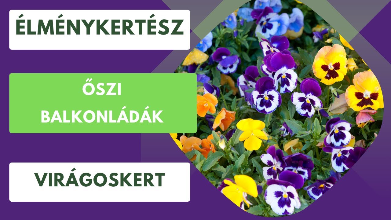 Őszi virágok a balkonládákban🌸🌺🌼