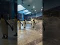 ペンギンよちよち歩き  長崎ペンギン水族館🐧