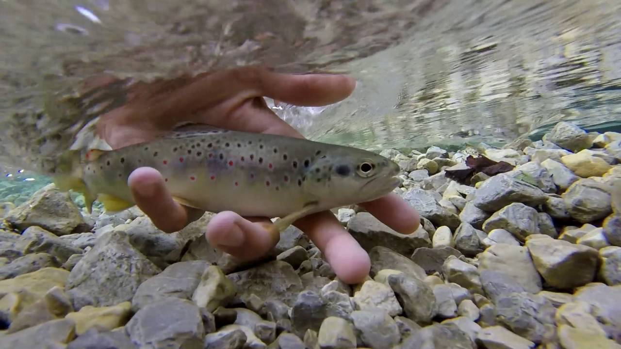 Ultralight in torrente #1