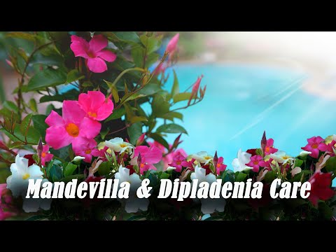 Video: Mandevilla arba Dipladenia: informacija apie Dipladenijos priežiūrą