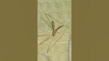 OMG!  Biggest Mosquito 😱 I