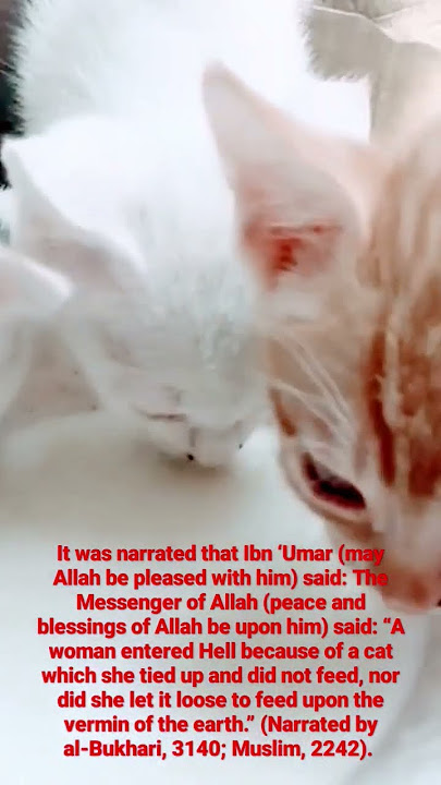#catsinislam #beautifulcats #feedcat #cat #cats #catlover #catvideo